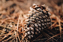 Load image into Gallery viewer, Pine Cone Necklace
